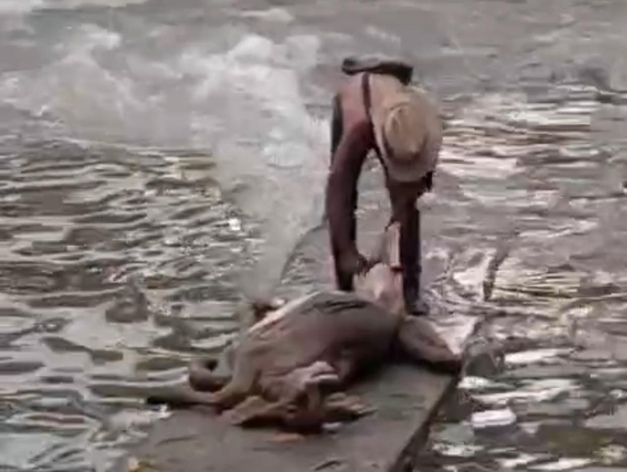 Increíble: Sacó una ternera del río Medellín y pretendía comérsela