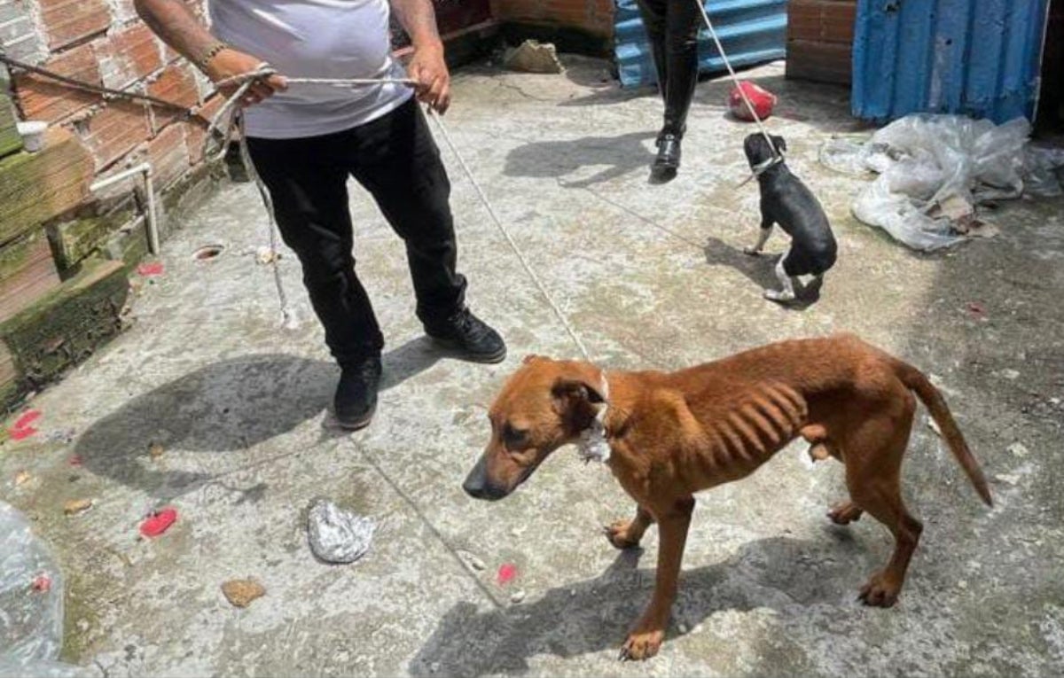 Caninos rescatados en Medellín Junio 14 2024