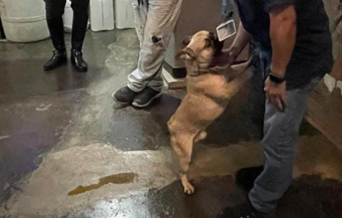 Caninos recuperados en Medellín Junio 14 2024