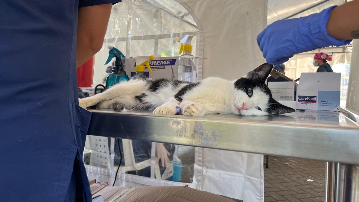 Jornadas de esterilización e identificación con microchip para animales de compañía en Medellín