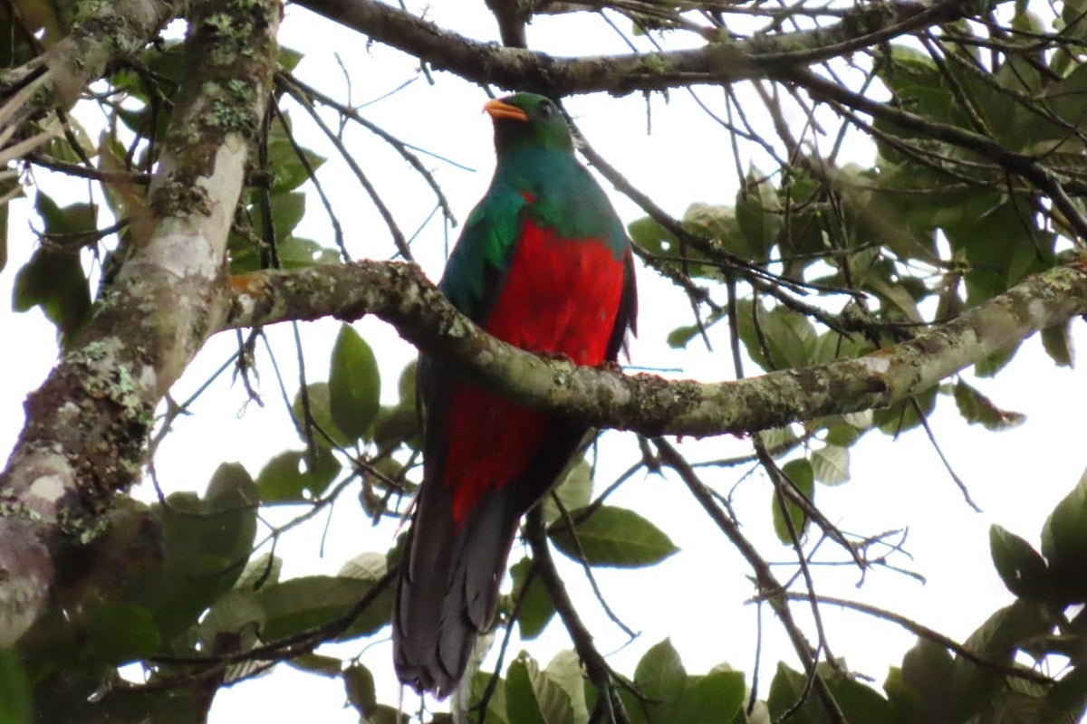 Fauna silvestre en Medellín