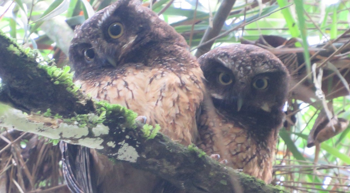 Fauna silvestre en Medellín