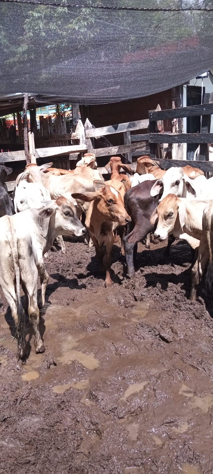 Gremio de agricultores y ganaderos ya tiene su representante en Santa Fe de Antioquia