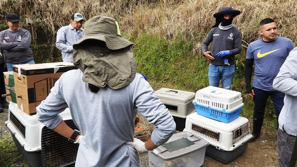 Liberan a 39 animales en La Estrella, Antioquia