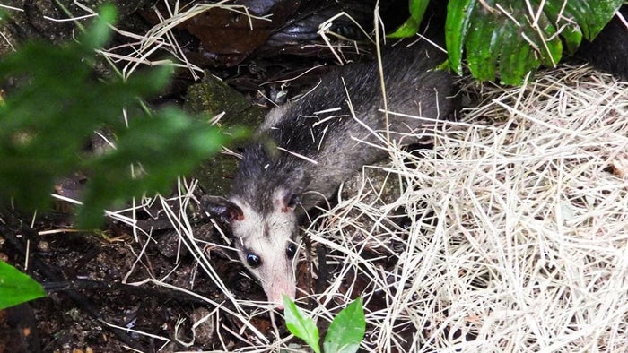 Liberan a 39 animales en La Estrella, Antioquia