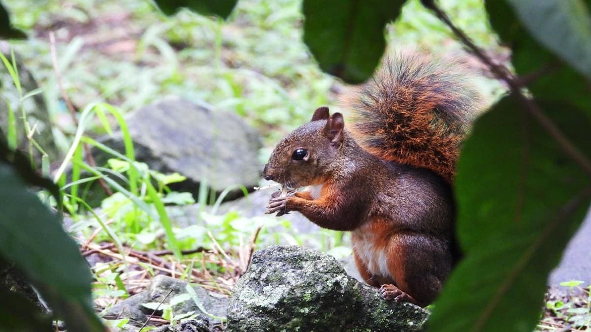 Liberan a 39 animales en La Estrella, Antioquia