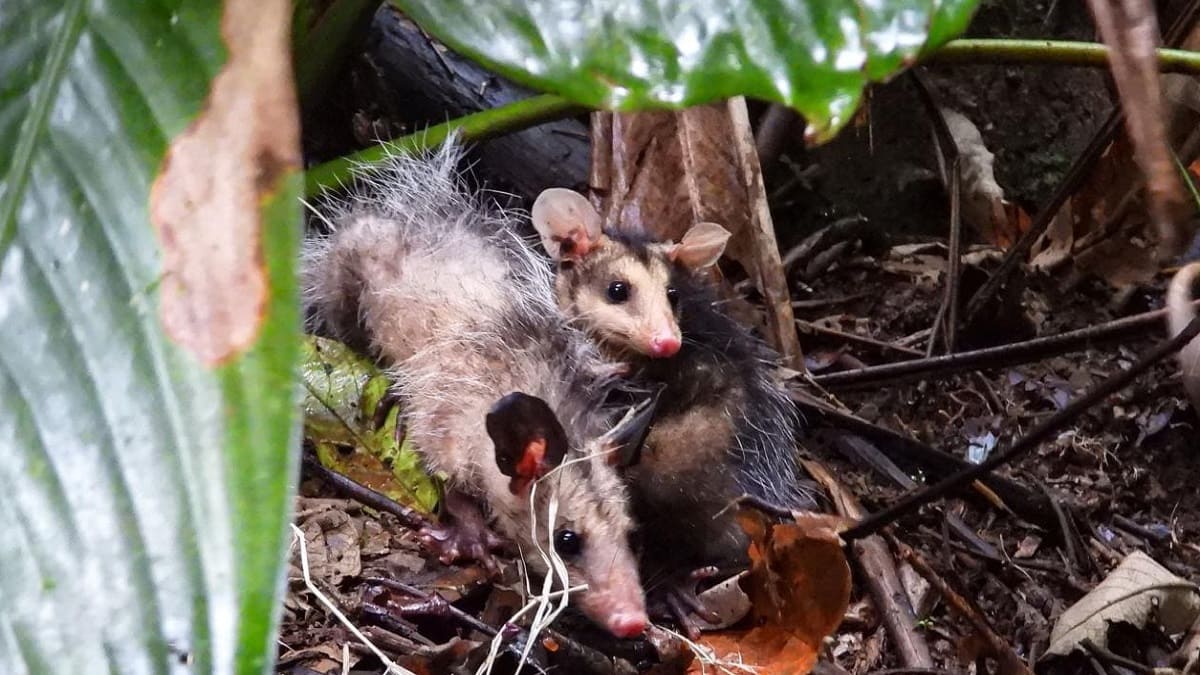 Liberan a 39 animales en La Estrella, Antioquia