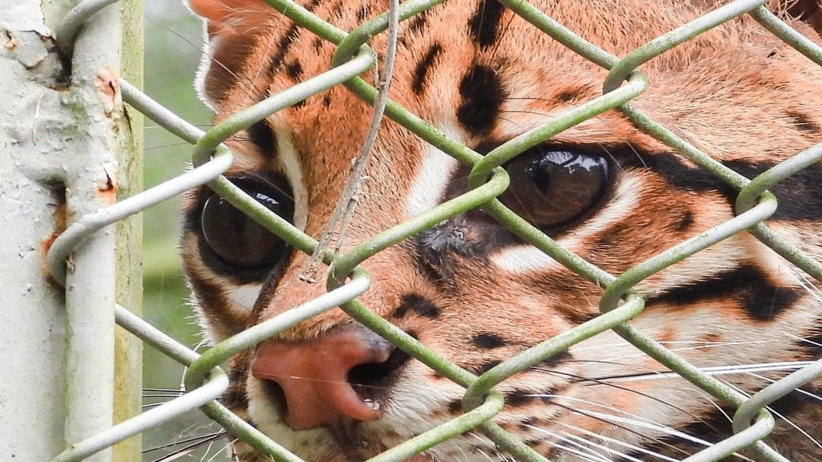 Ocelote rescatado en Copacabana