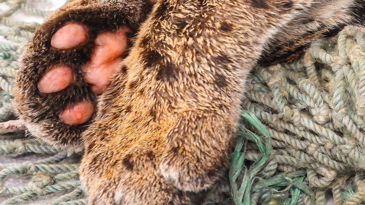 Ocelote rescatado en Copacabana