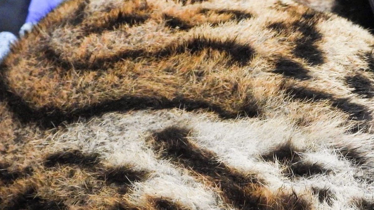 Ocelote rescatado en Copacabana