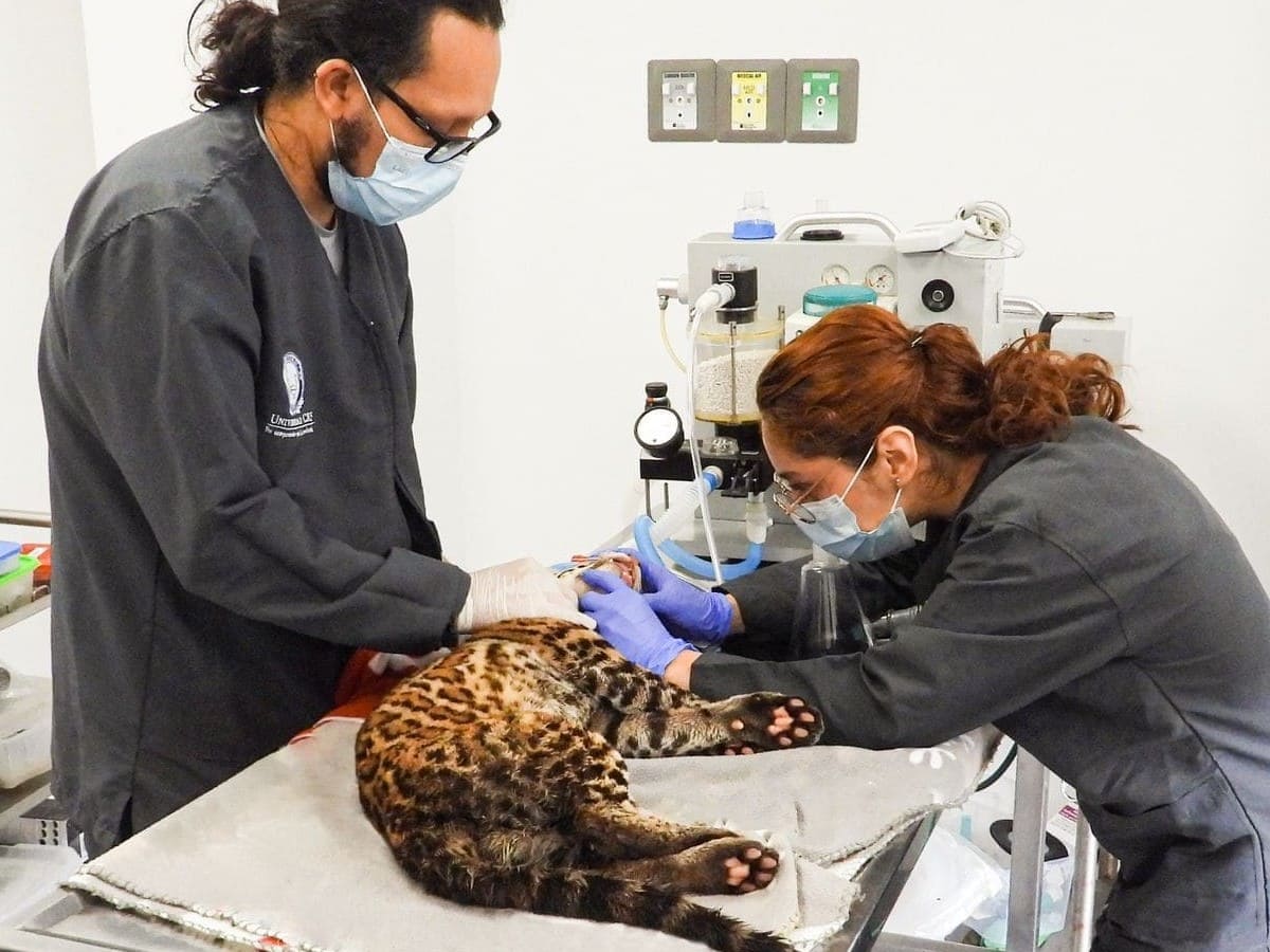 Ocelote rescatado en Copacabana