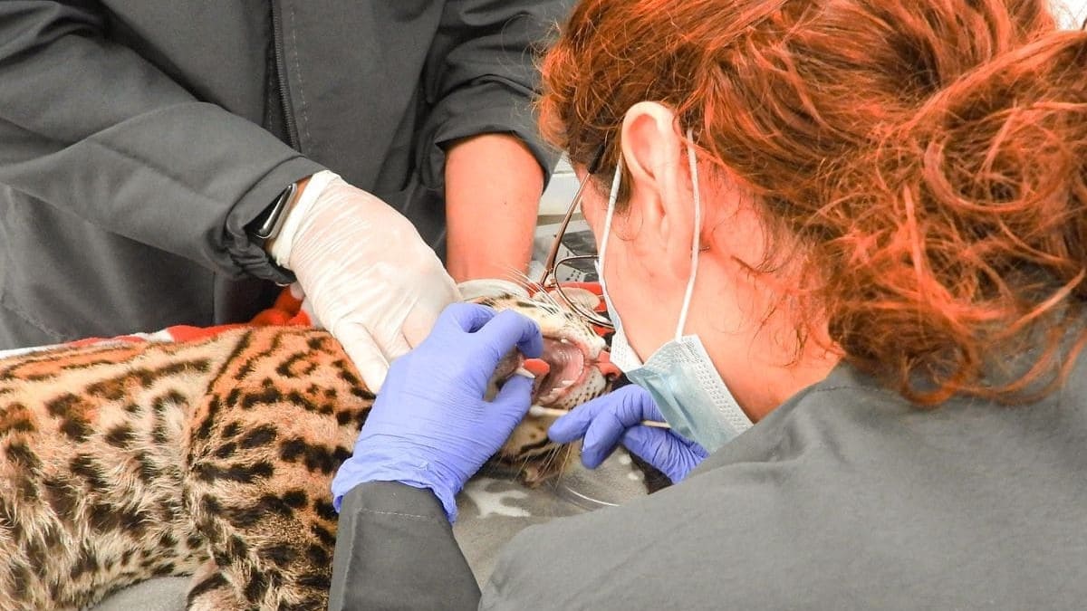 Ocelote rescatado en Copacabana