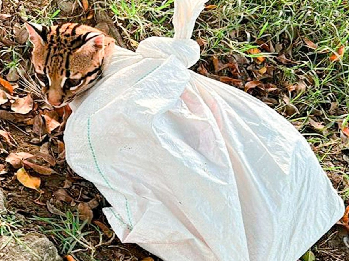 Ocelote rescatado en Copacabana