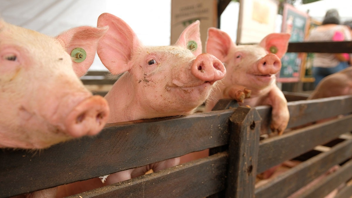 Panaca Viajero llega a Medellín