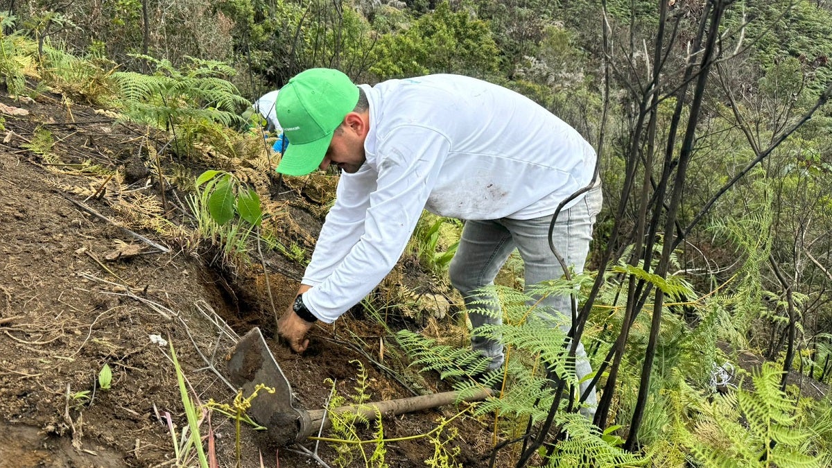 Siembra de árboles en Medellín