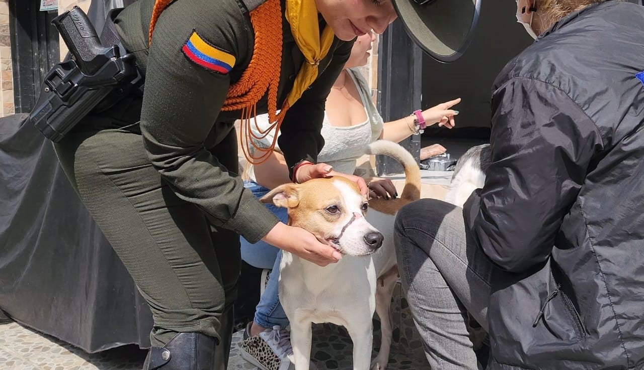 Luna"¨: perrita maltratada en Medellín