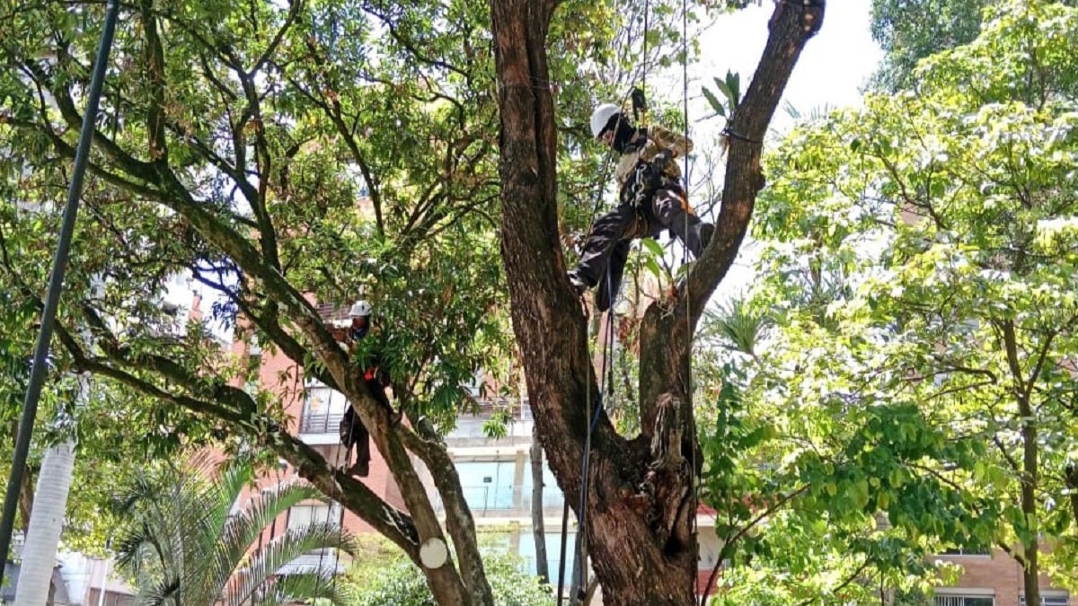 Donación de orquídeas a Medellín