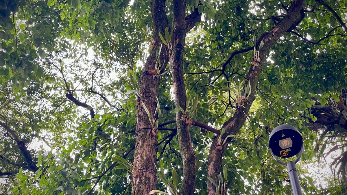 Donación de orquídeas a Medellín