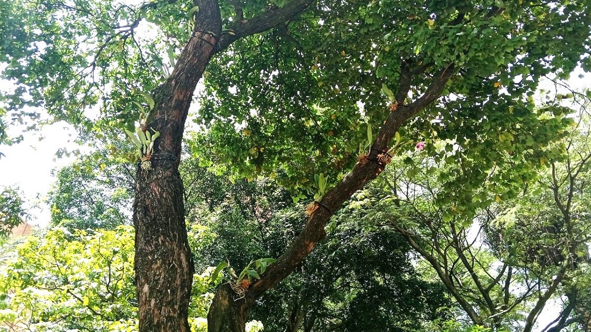Donación de orquídeas a Medellín
