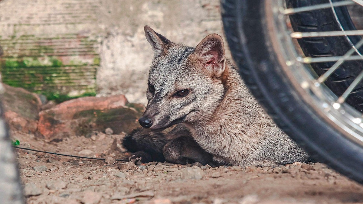 Fauna silvestre en el Valle de Aburrá