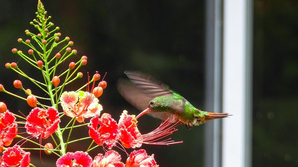 Fauna silvestre en el Valle de Aburrá
