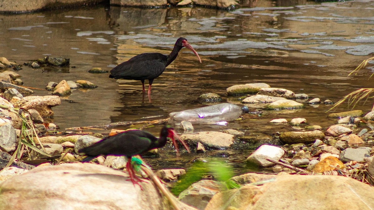 Fauna silvestre en el Valle de Aburrá