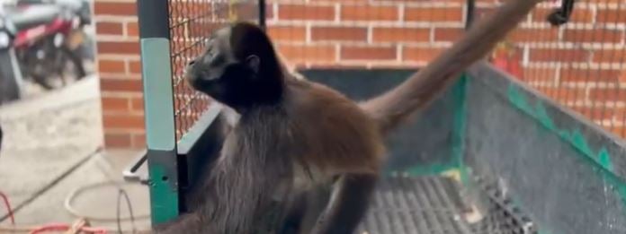 ¡Indignante! Monos amarrados y aves enjauladas fueron rescatados en Yondó, Antioquia