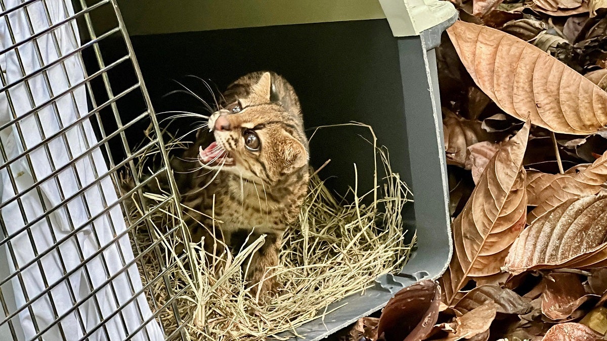 Dos tigrillas regresaron a la libertad en Antioquia