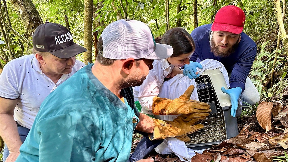 Dos tigrillas regresaron a la libertad en Antioquia