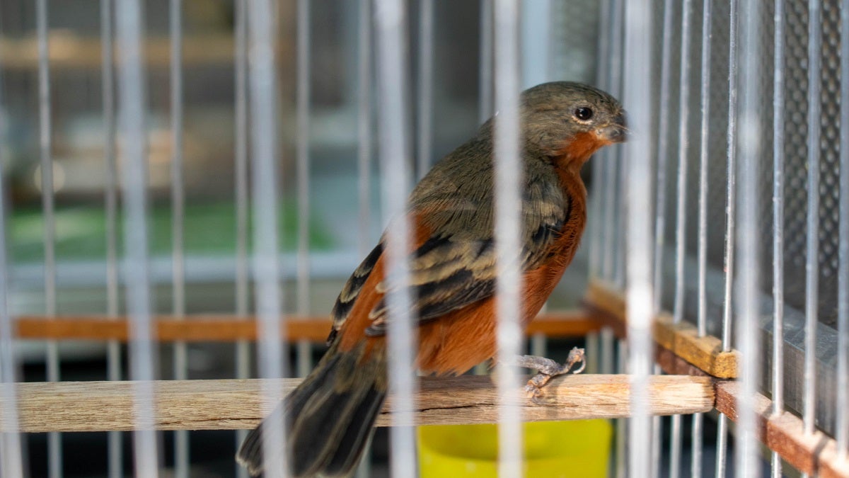 Rescatan 19 aves silvestres en cautiverio en el municipio de Copacabana