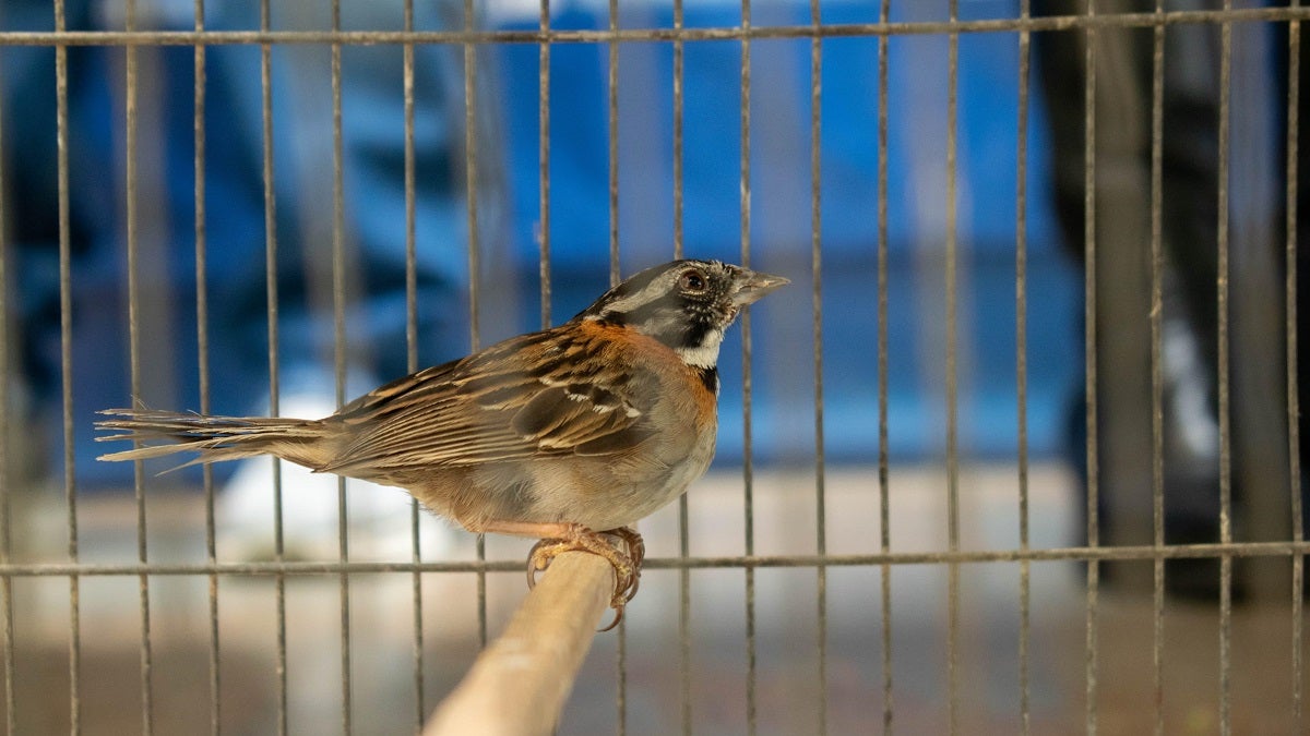 Rescatan 19 aves silvestres en cautiverio en el municipio de Copacabana
