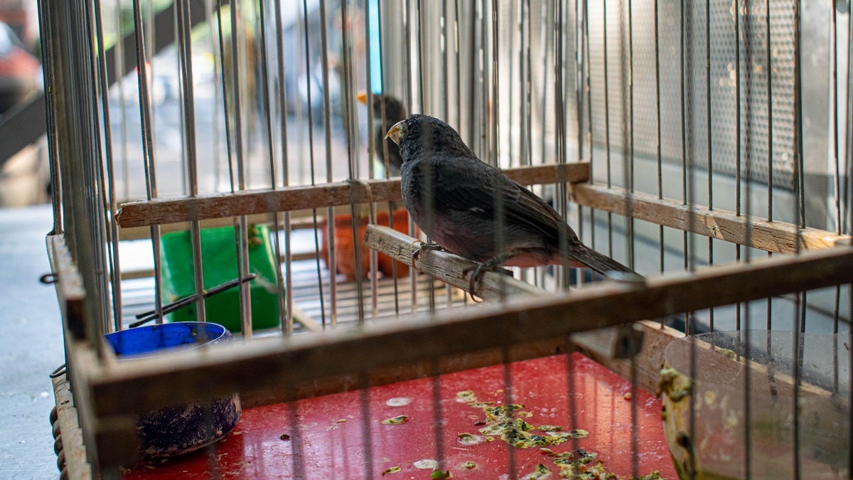 Rescatan 19 aves silvestres en cautiverio en el municipio de Copacabana