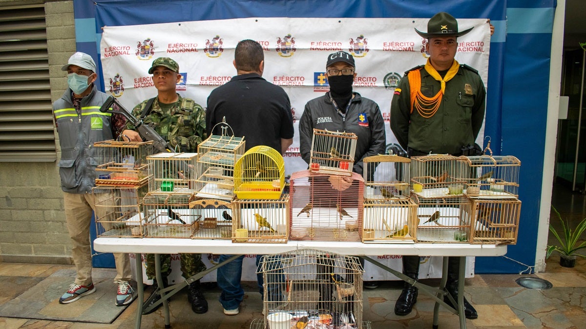 Rescatan 19 aves silvestres en cautiverio en el municipio de Copacabana
