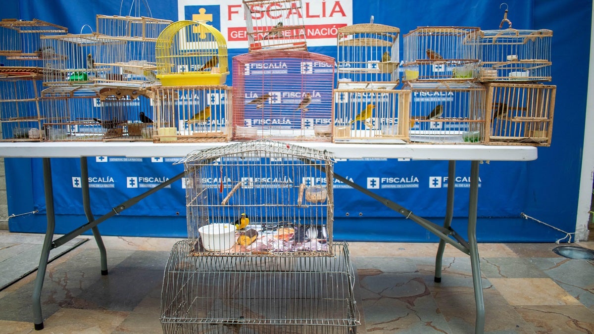 Rescatan 19 aves silvestres en cautiverio en el municipio de Copacabana