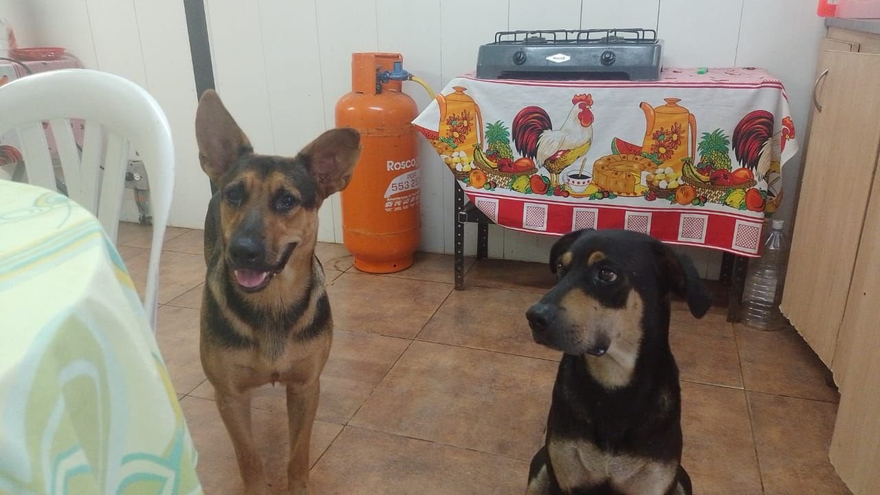 Perritos La Pintada