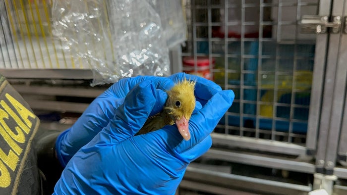 Rescate de animales en La Minorista de Medellín