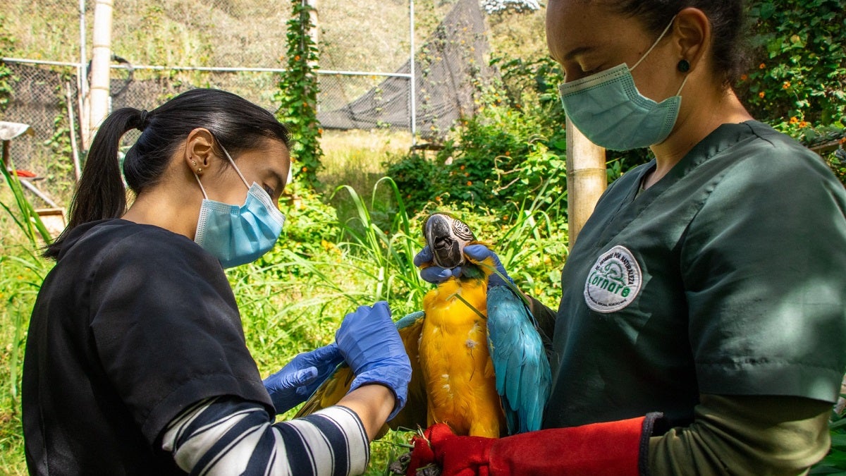 Fauna silvestre en Antioquia