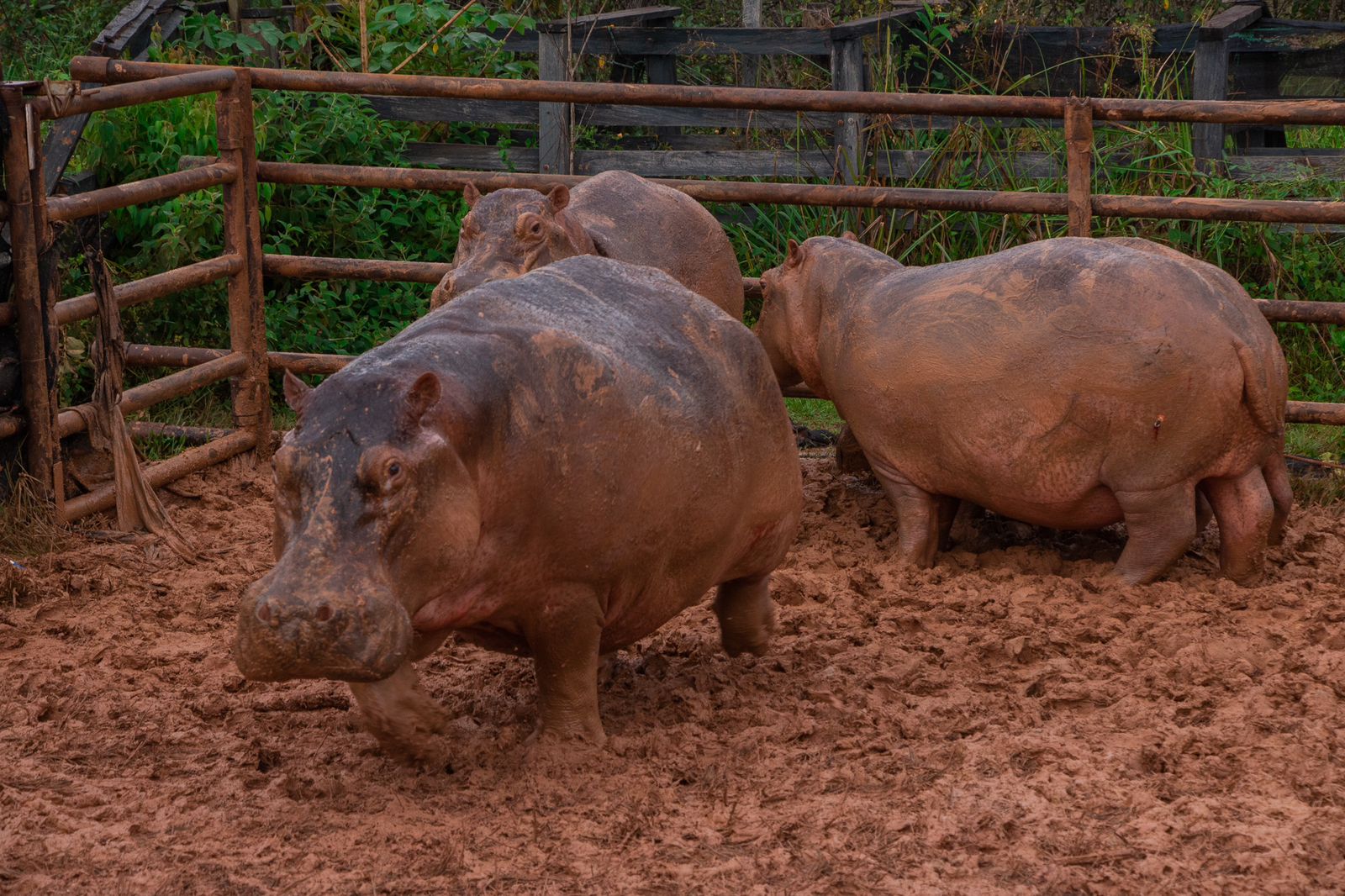 Hipopótamos en el Magdalena Medio