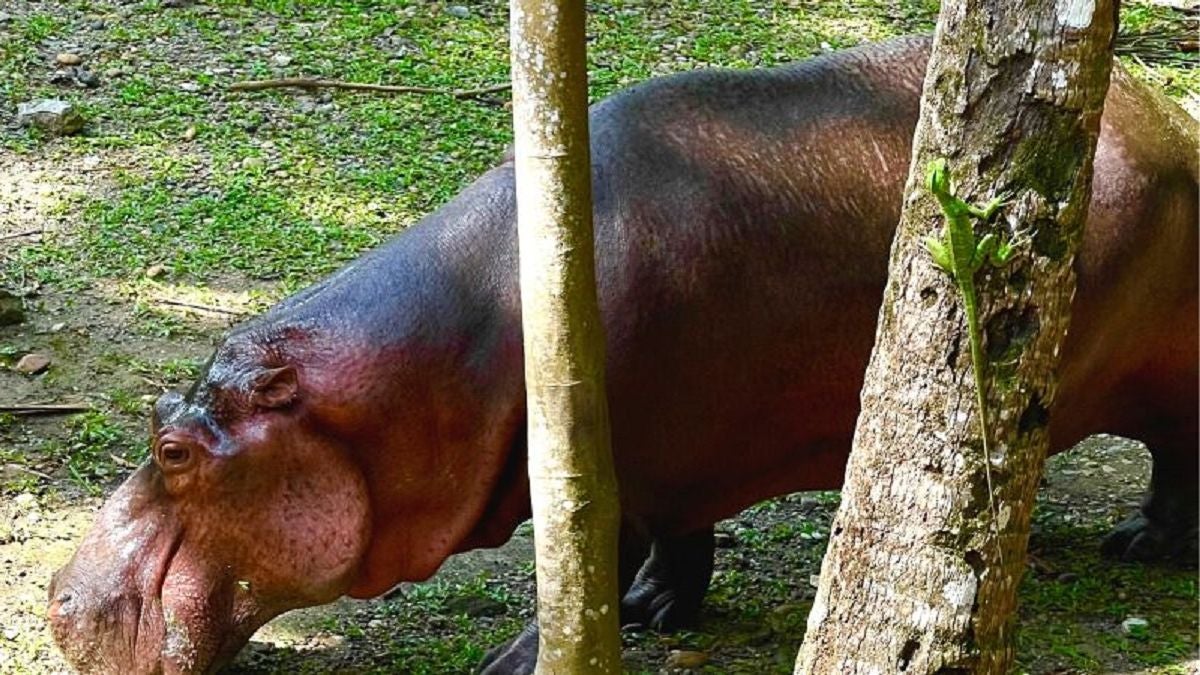 Hipopótamos - Antioquia - 2024