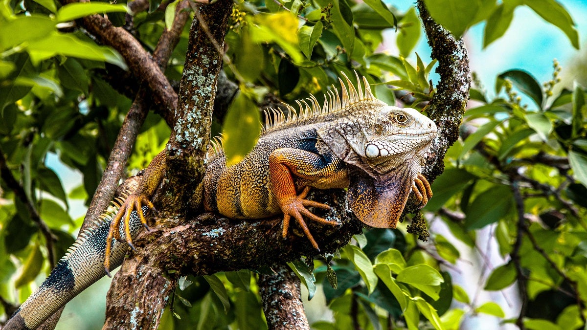 Iguanas en el Valle de Aburrá