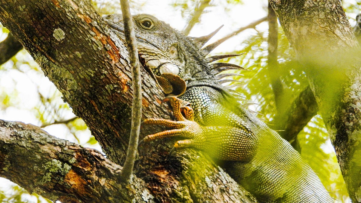 Iguanas en el Valle de Aburrá