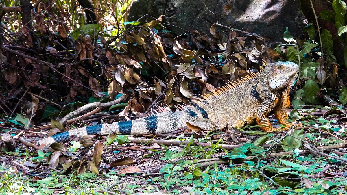 Iguanas en el Valle de Aburrá