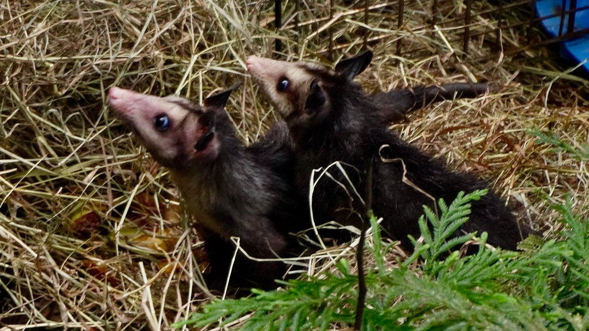 Zarigüeyas regresaron a la libertad en Antioquia
