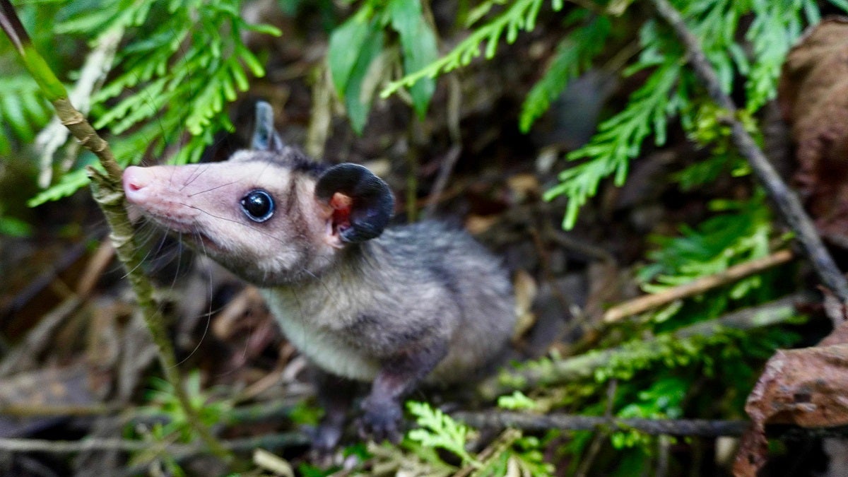 Zarigüeyas regresaron a la libertad en Antioquia