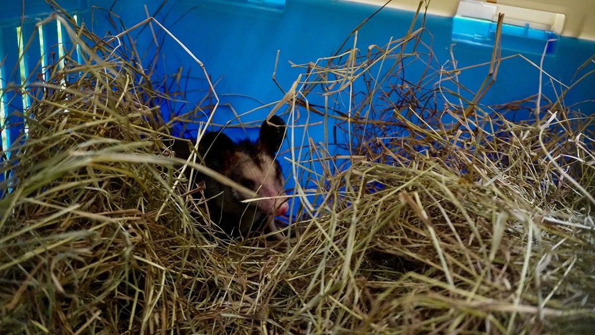 Zarigüeyas regresaron a la libertad en Antioquia