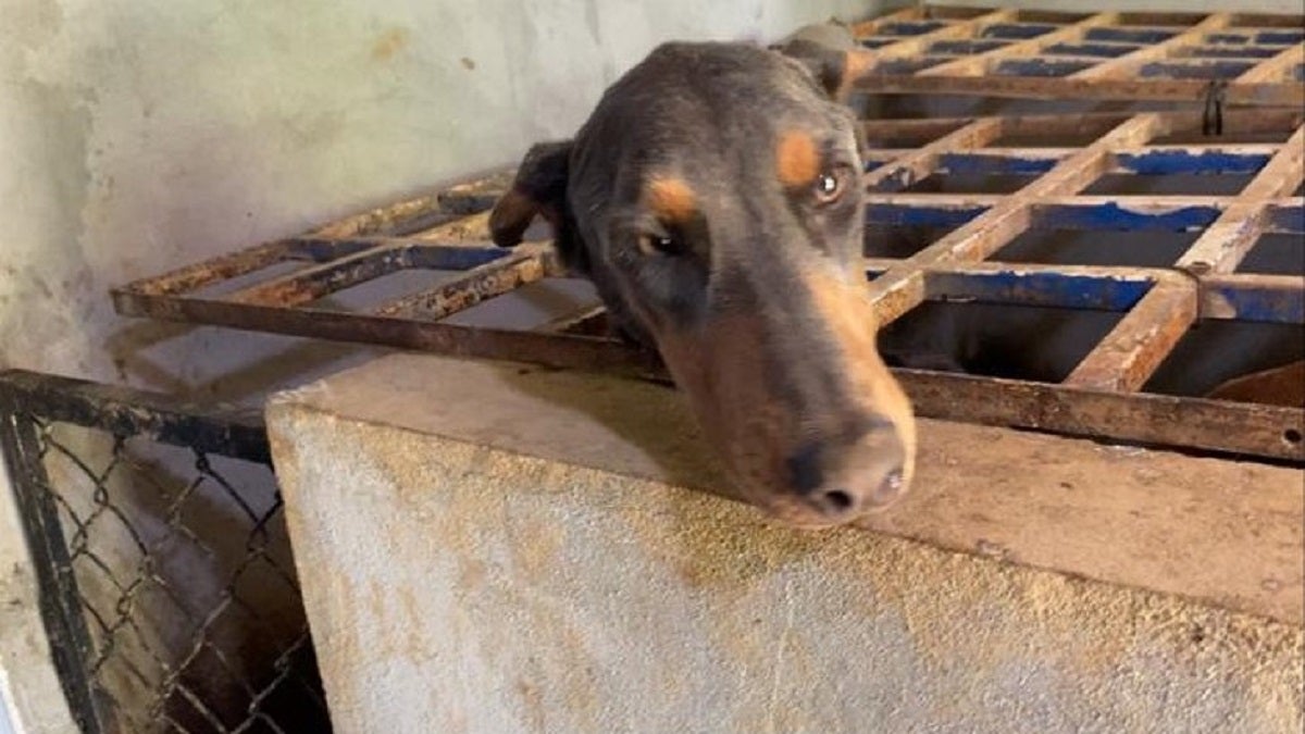 Animales rescatados en Medellín