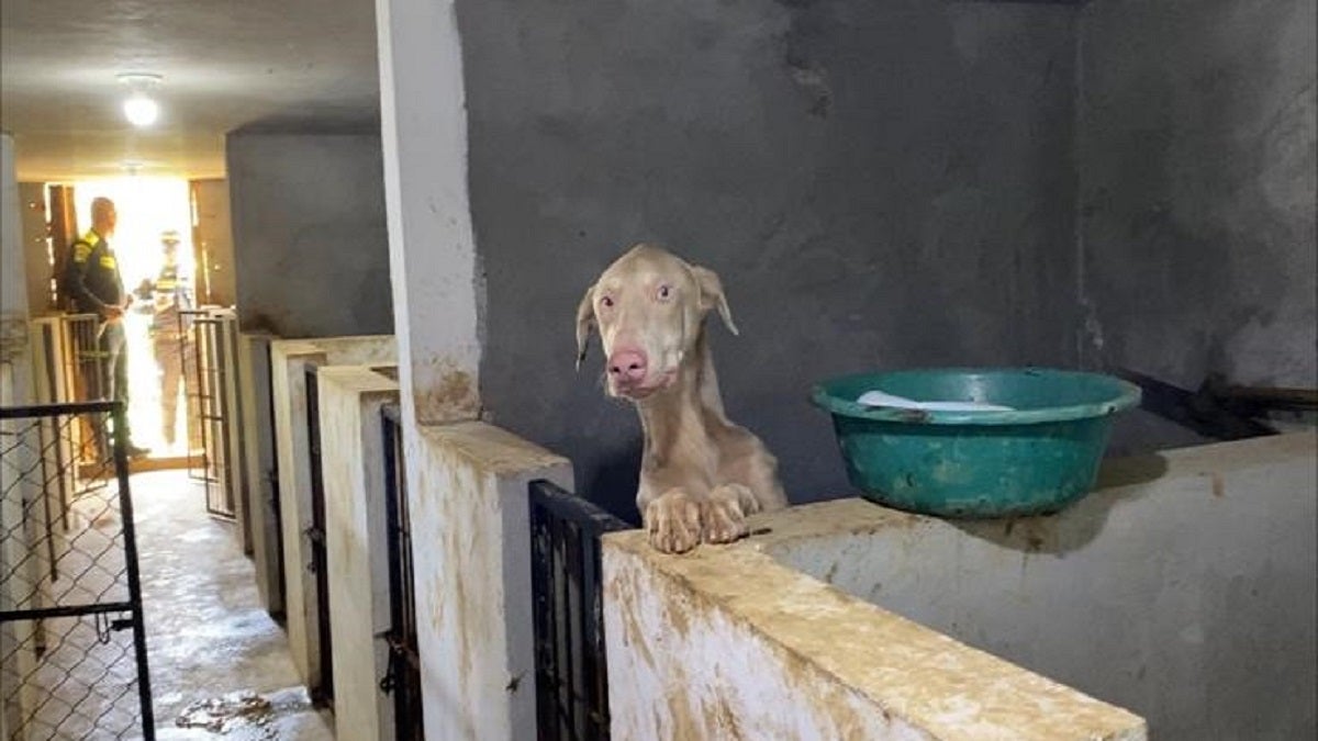 Animales rescatados en Medellín