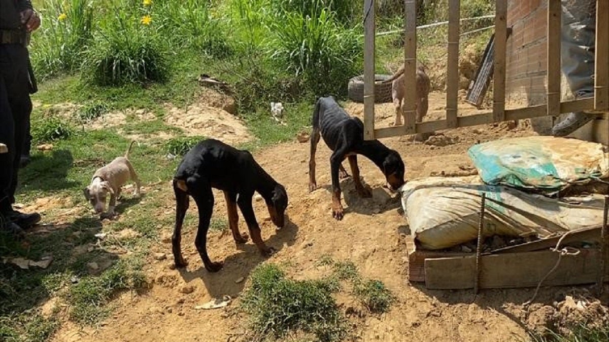 Animales rescatados en Medellín