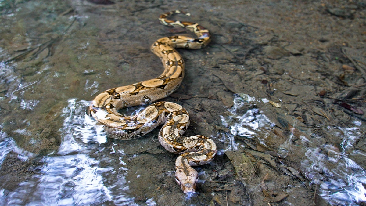Serpientes en el Valle de Aburrá