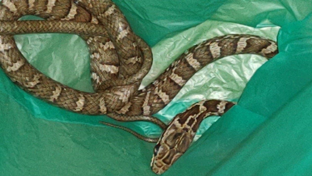 Serpientes en el Valle de Aburrá